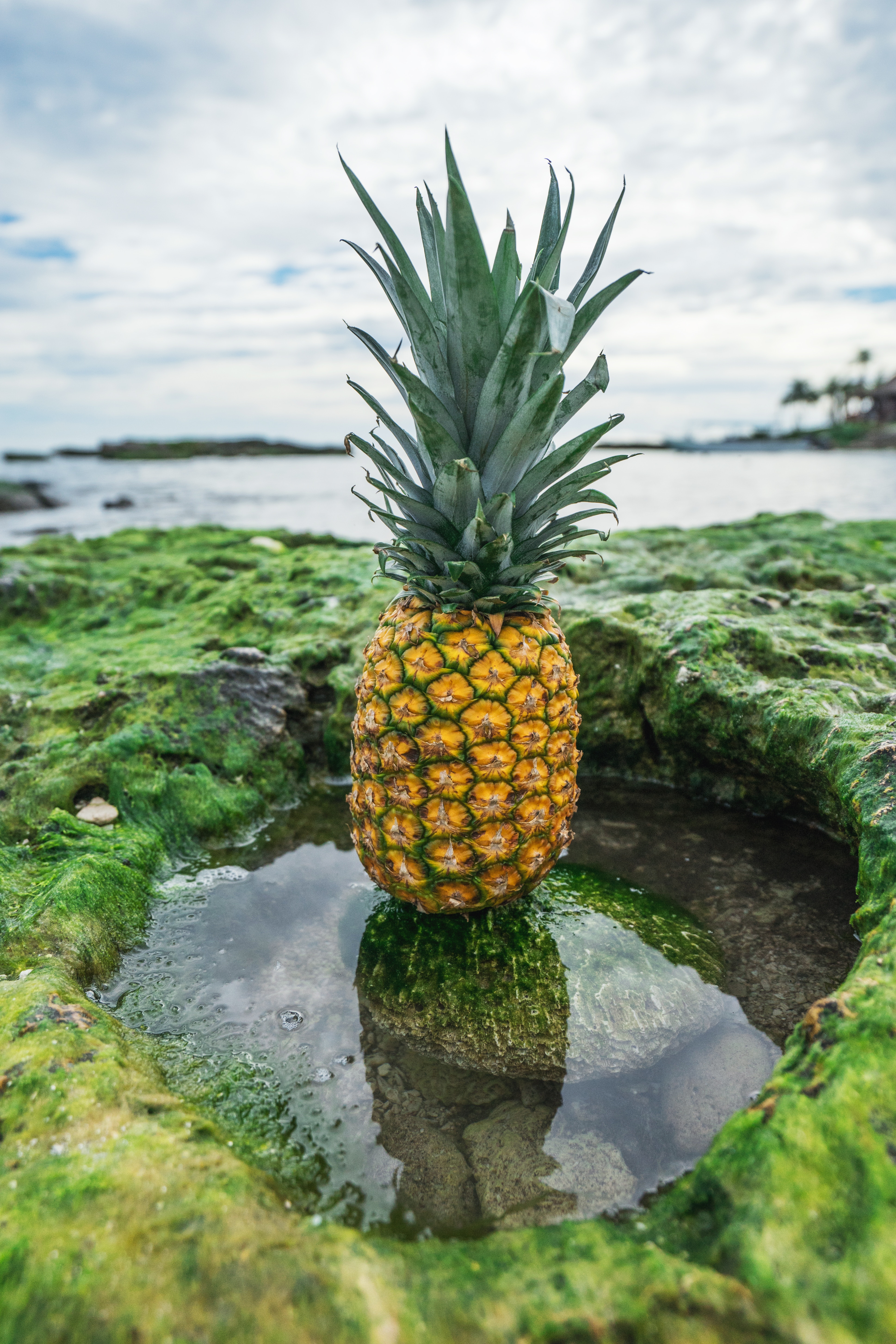 Picture of Hawaiian Pineapple